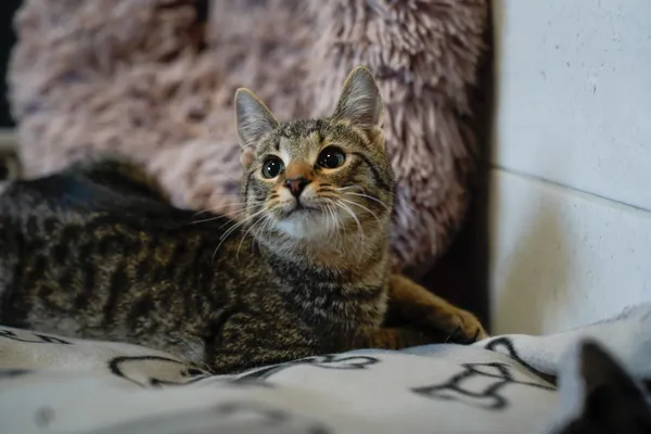 Znaleziono kota, Sosnowiec, 28 lutego 2025 (5/5)