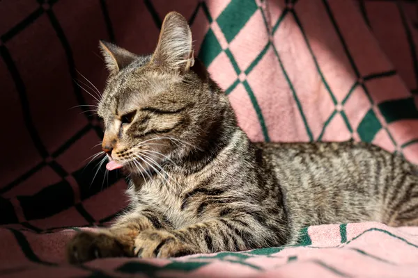 Znaleziono kota, Sosnowiec, 4 marca 2025 (3/5)