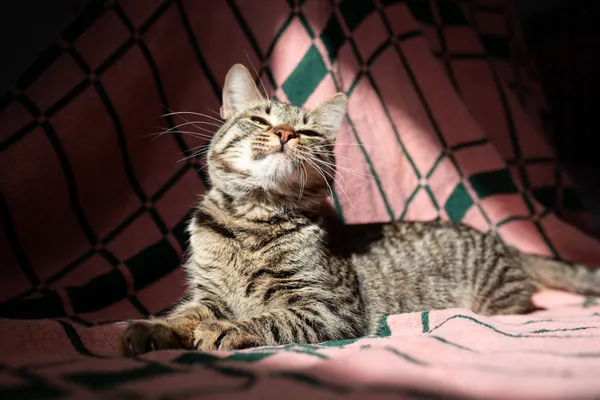 Znaleziono kota, Sosnowiec, 4 marca 2025 (4/5)