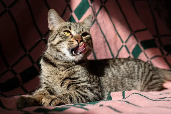 Znaleziono kota, Sosnowiec, 4 marca 2025 (5/5)