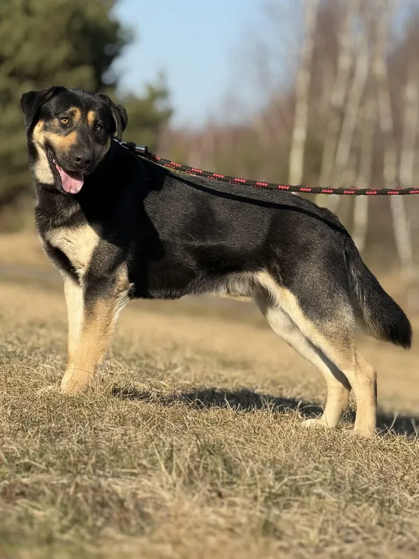 Pies do adopcji, Pieczyska, 9 marca 2025 (4/5)