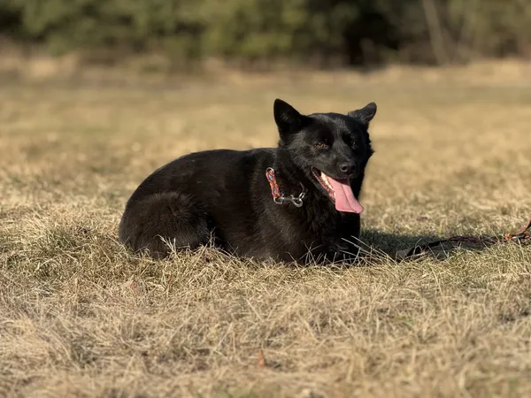 Pies do adopcji, Pieczyska, 9 marca 2025 (5/5)