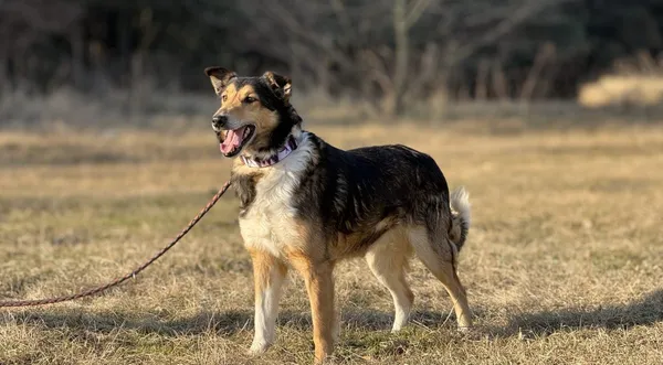 Pies do adopcji, Pieczyska, 9 marca 2025 (1/5)