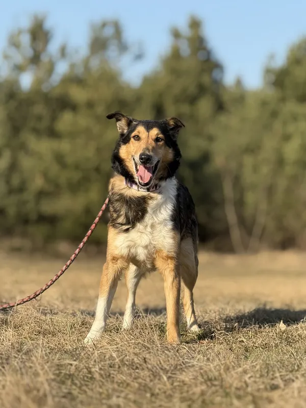 Pies do adopcji, Pieczyska, 9 marca 2025 (2/5)