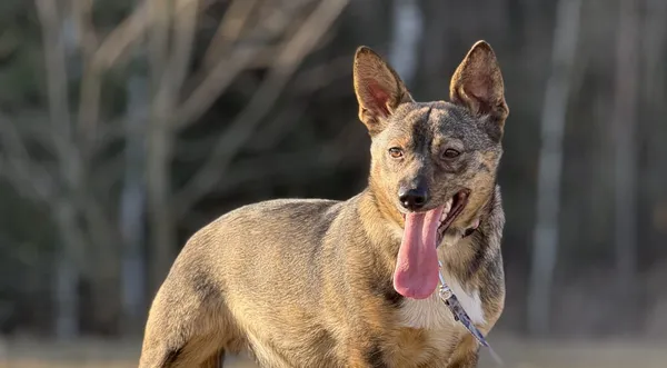 Pies do adopcji, Pieczyska, 9 marca 2025 (1/5)