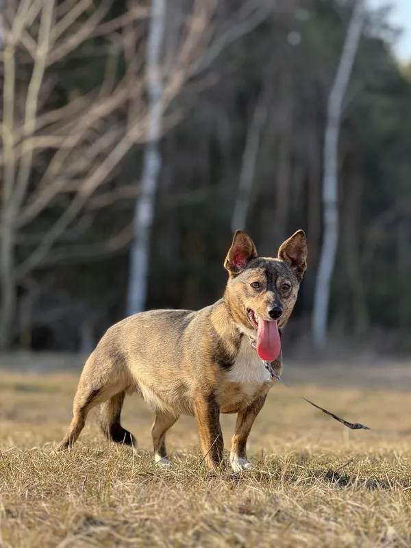 Pies do adopcji, Pieczyska, 9 marca 2025 (2/5)