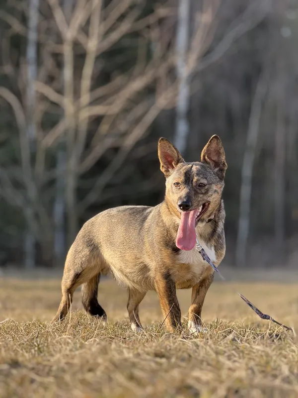 Pies do adopcji, Pieczyska, 9 marca 2025 (4/5)