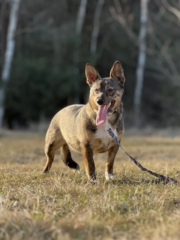 Pies do adopcji, Pieczyska, 9 marca 2025 (5/5)