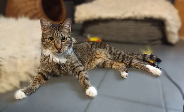 Kot do adopcji, Sopot, 9 marca 2025 (1/5)