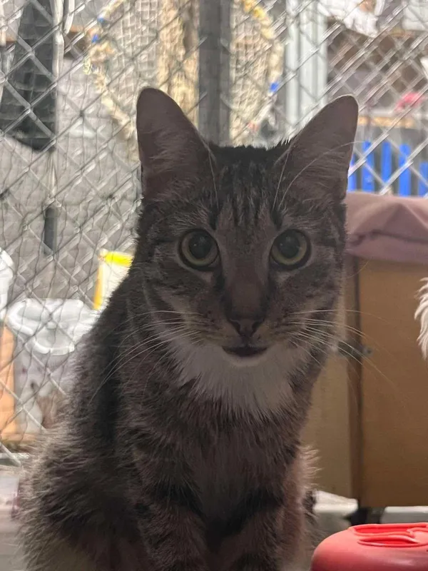 Kot do adopcji, Sopot, 9 marca 2025 (2/5)