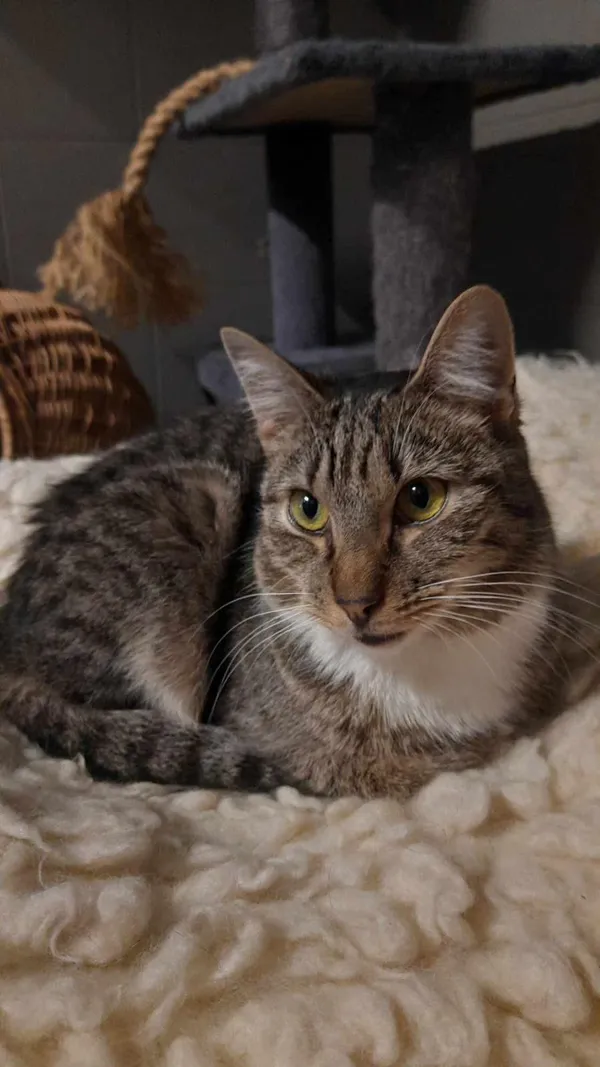 Kot do adopcji, Sopot, 9 marca 2025 (3/5)