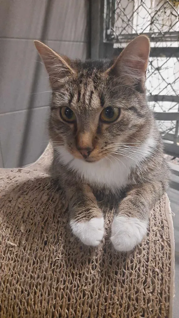 Kot do adopcji, Sopot, 9 marca 2025 (4/5)