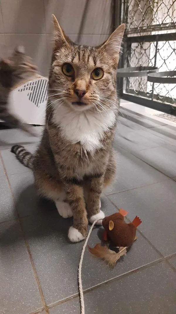 Kot do adopcji, Sopot, 9 marca 2025 (5/5)