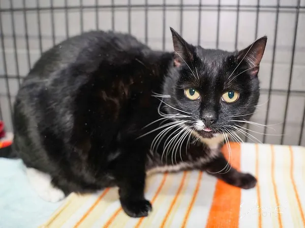 Kot do adopcji, Sopot, 9 marca 2025 (3/3)