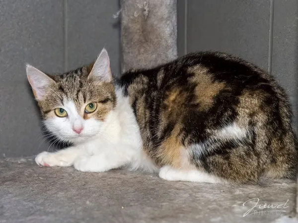 Kot do adopcji, Sopot, 9 marca 2025 (4/4)