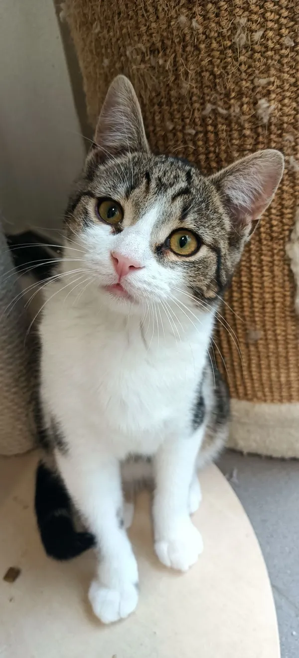 Kot do adopcji, Sopot, 9 marca 2025 (1/4)