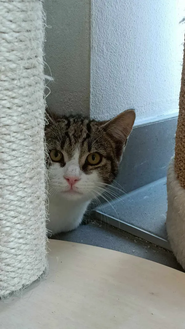 Kot do adopcji, Sopot, 9 marca 2025 (2/4)