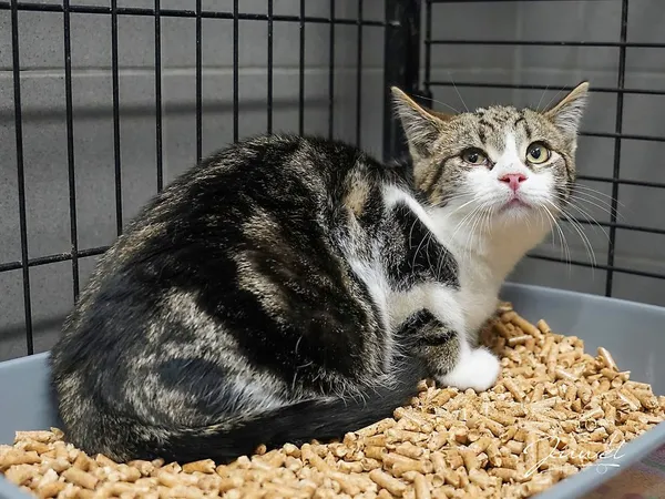 Kot do adopcji, Sopot, 9 marca 2025 (3/4)