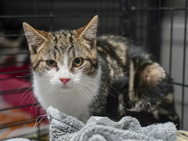 Kot do adopcji, Sopot, 9 marca 2025 (4/4)