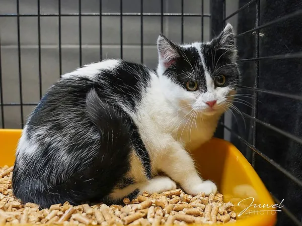 Kot do adopcji, Sopot, 9 marca 2025 (1/4)