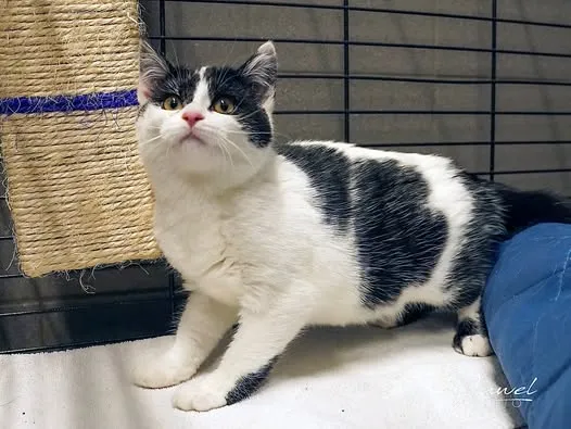 Kot do adopcji, Sopot, 9 marca 2025 (2/4)