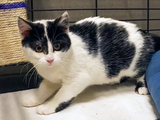 Kot do adopcji, Sopot, 9 marca 2025 (3/4)