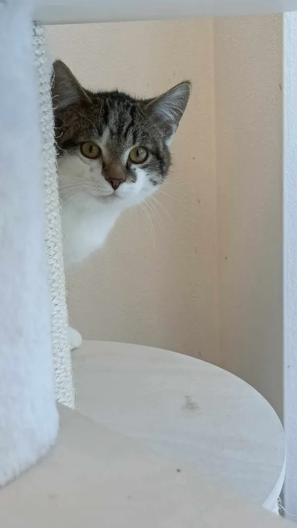 Kot do adopcji, Sopot, 9 marca 2025 (1/4)