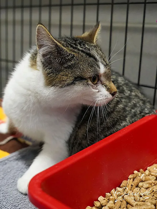 Kot do adopcji, Sopot, 9 marca 2025 (2/4)