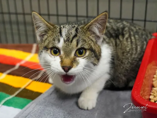 Kot do adopcji, Sopot, 9 marca 2025 (3/4)