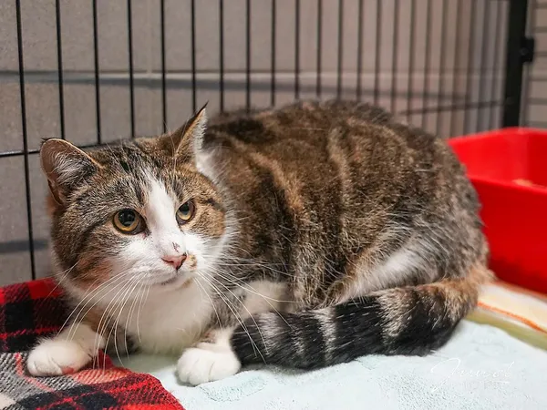 Kot do adopcji, Sopot, 9 marca 2025 (2/4)