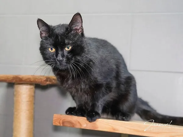 Kot do adopcji, Sopot, 9 marca 2025 (1/4)