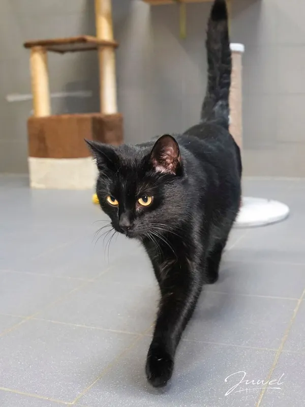 Kot do adopcji, Sopot, 9 marca 2025 (1/3)