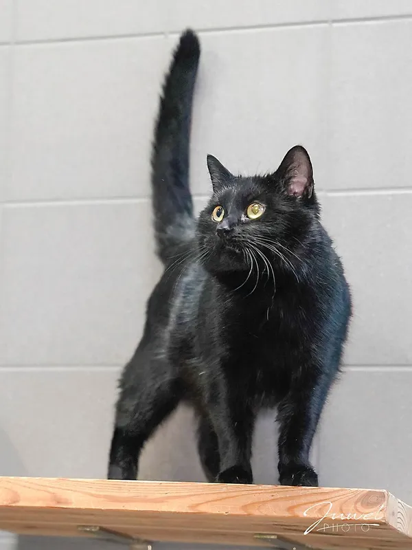 Kot do adopcji, Sopot, 9 marca 2025 (3/3)