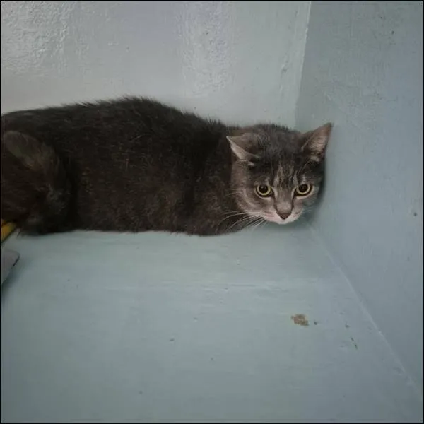 Znaleziono kota, Grudziądz, 10 marca 2025