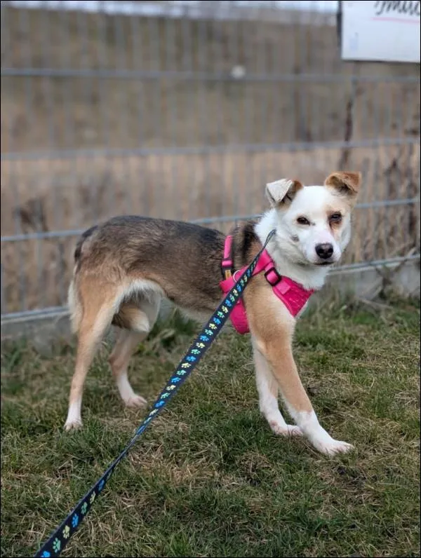 Znaleziono psa, Grudziądz, 27 lutego 2025