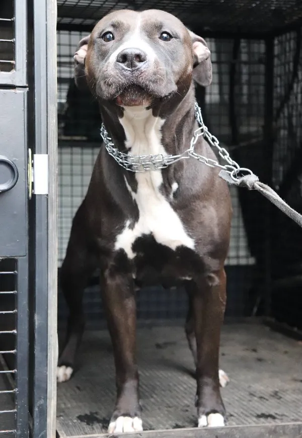 Znaleziono psa, Łódź, 9 marca 2025 (3/5)