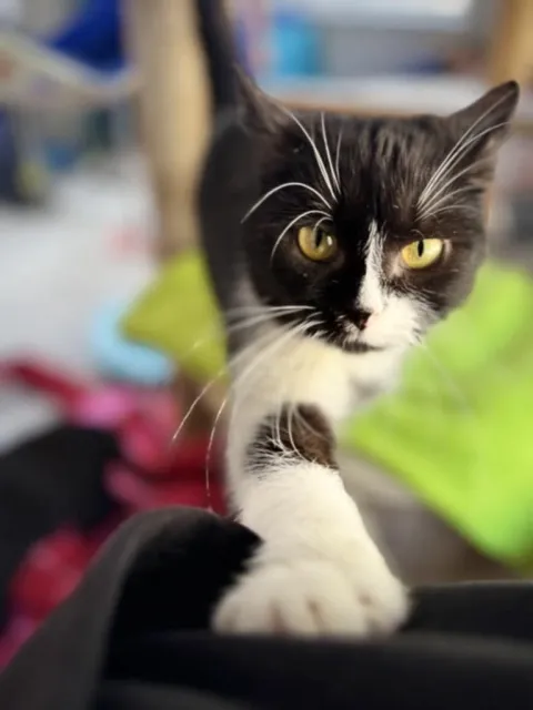 Kot do adopcji, Piła, 23 czerwca 2024 (2/3)