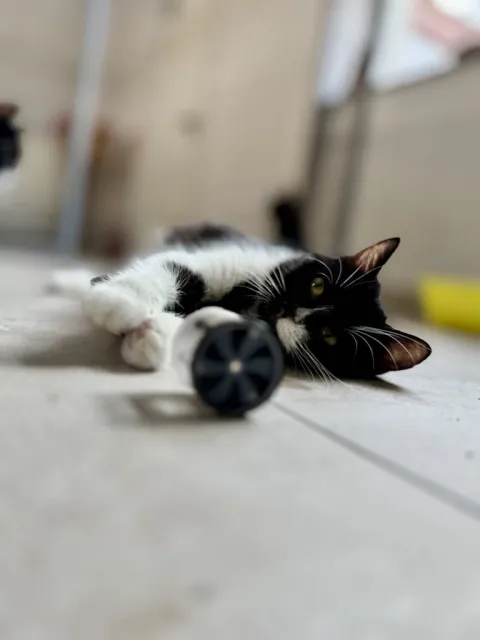 Kot do adopcji, Piła, 23 czerwca 2024 (3/3)