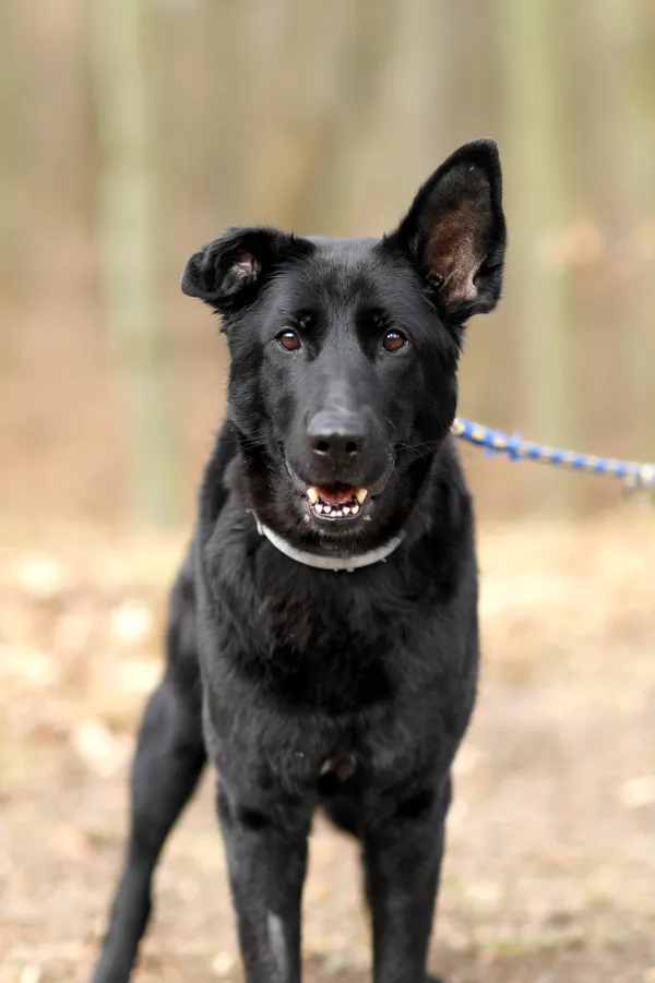 Pies do adopcji, Elbląg, 10 marca 2025 (3/5)