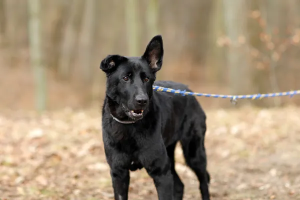 Pies do adopcji, Elbląg, 10 marca 2025 (4/5)