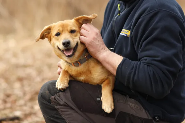 Pies do adopcji, Elbląg, 10 marca 2025 (2/5)