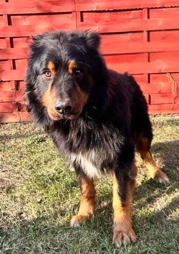 Pies do adopcji, Czartki, 10 marca 2025 (1/5)