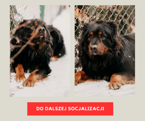 Pies do adopcji, Czartki, 10 marca 2025 (5/5)