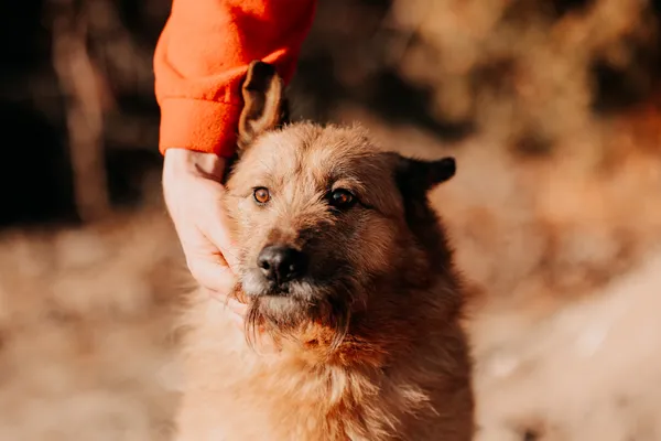 Pies do adopcji, Czartki, 10 marca 2025 (3/4)