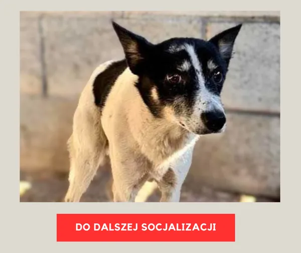 Pies do adopcji, Czartki, 10 marca 2025