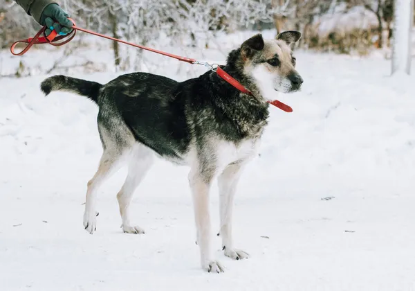 Oddam psa, Szłapy, 10 marca 2025 (3/4)