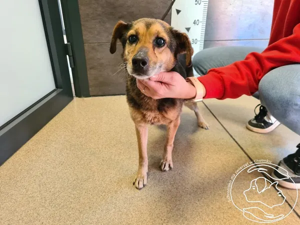 Znaleziono psa, Chełmek, 10 marca 2025