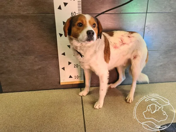 Znaleziono psa, Chełmek, 10 marca 2025