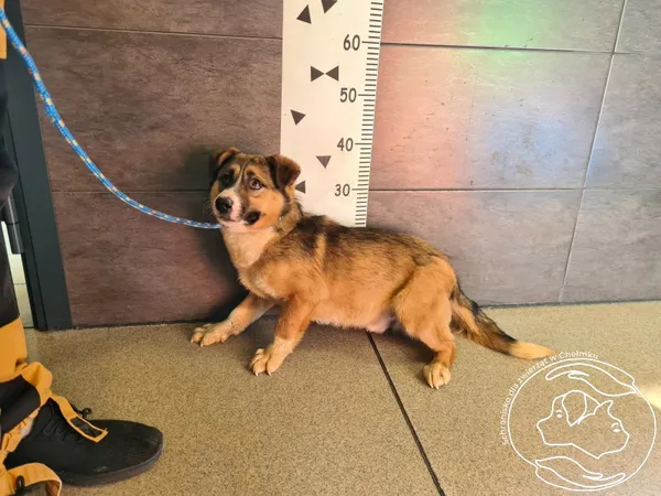 Znaleziono psa, Chełmek, 10 marca 2025