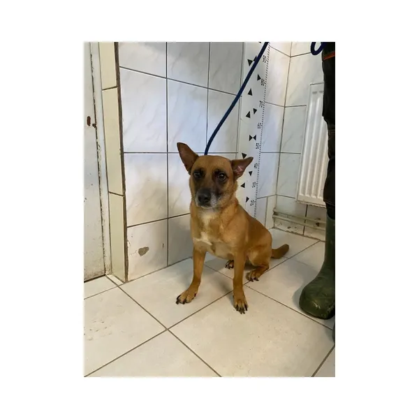 Znaleziono psa, Białystok, 8 marca 2025